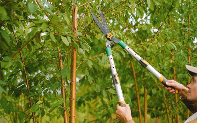 Tree trimming in Naselle, WA